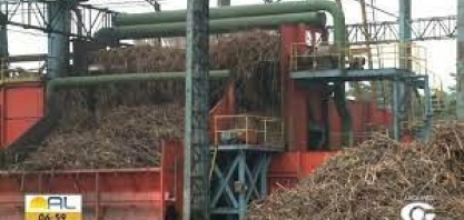 Processo de plantio e colheita da cana-de-açúcar tem passado por mudanças