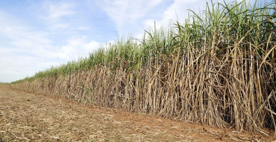 Com mais de 20% de participação, o estado é o segundo maior produtor do Norte e Nordeste (Foto: Pixabay)