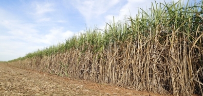 Pernambuco produz mais de 11 milhões de toneladas de cana