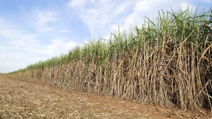 Pernambuco produz mais de 11 milhões de toneladas de cana