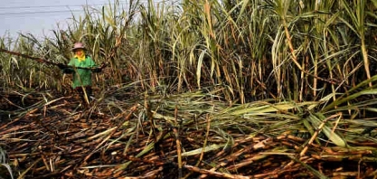 Canavieiros da Coaf Cruangi são os únicos (até agora) a receberem pelos CBios; R$ 733 mil