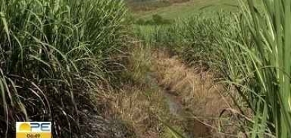PE: produtores de cana enfrentam realidades diferentes nos extremos norte e sul do estado