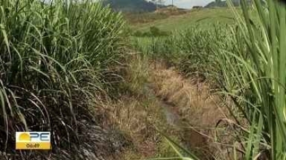 PE: produtores de cana enfrentam realidades diferentes nos extremos norte e sul do estado