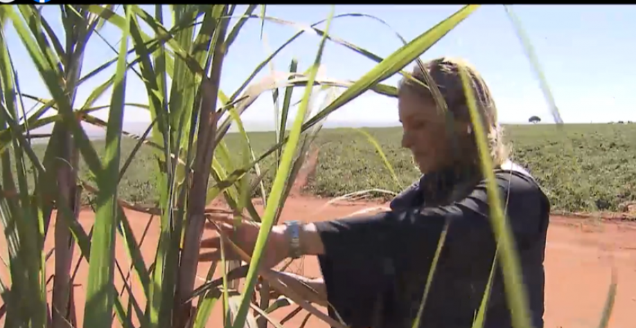 Danielle acompanha de perto o desenvolvimento do canavial