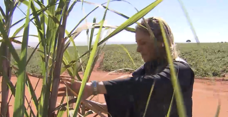 Danielle Baratela, produtora rural, será debatedora no Cana Substantivo Feminino On-line