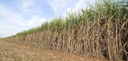 Pesquisa mostra sustentabilidade do cultivo de cana-de-açúcar para bioenergia