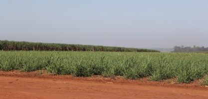 Últimos 30 dias com menos chuva reduz desenvolvimento da cana-de-açúcar