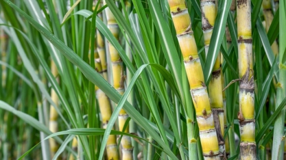 Safra chega a 16,4 milhões de toneladas de cana moídas