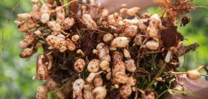 Online: 12ª edição do Dia de Campo de Amendoim aborda principais inovações