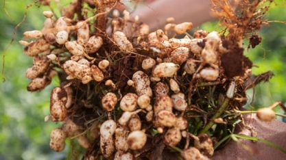 Online: 12ª edição do Dia de Campo de Amendoim aborda principais inovações