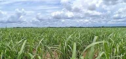 Produtores falam dos rendimentos em consórcios da soja com a cana e com a pecuária