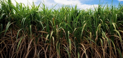 Mercados de açúcar: o médio prazo. Oportunidades e desafios