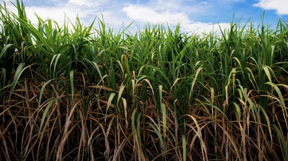 Mercados de açúcar: o médio prazo. Oportunidades e desafios