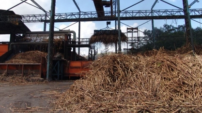 Sindaçúcar-AL: produção de açúcar ultrapassa 1,3 milhão de toneladas