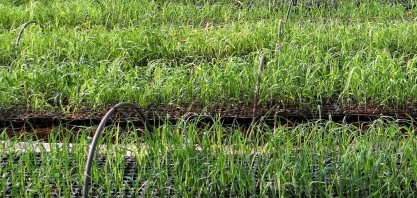 As estratégias para descarbonizar a produção de cana e torná-la mais competitiva