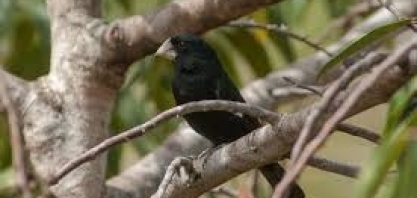 Reintrodução do bicudo na RPPN Porto Cajueiro, do Grupo Coruripe, é citado em livro da IUCN