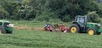 Produtores de amendoim estão otimistas com a safra deste ano no centro-oeste paulista