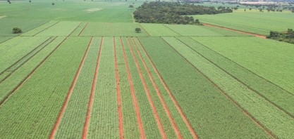 CRV Industrial-Minas intensifica pesquisa com novos clones e variedades de cana