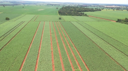 CRV Industrial-Minas intensifica pesquisa com novos clones e variedades de cana