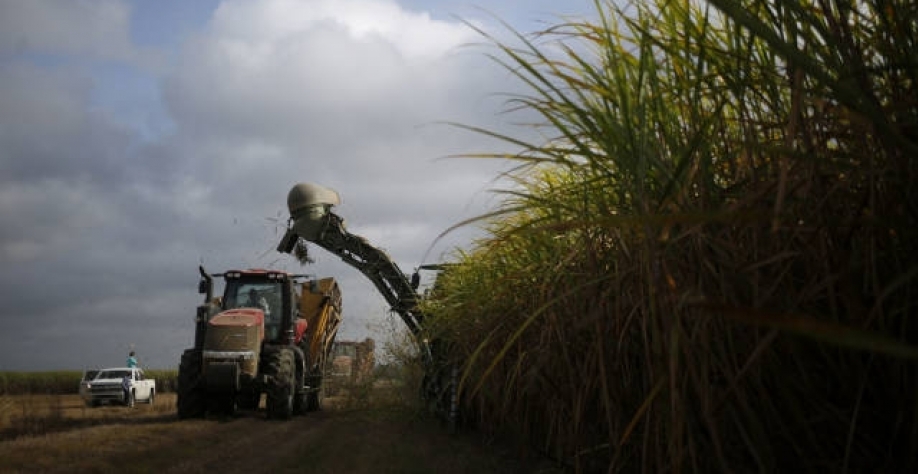 Safra de cana começando no Paraná garante outro ano açucareiro (Imagem: Luke Sharrett/Bloomberg)