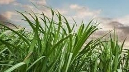 Asplana: confira os valores do ATR do último mês