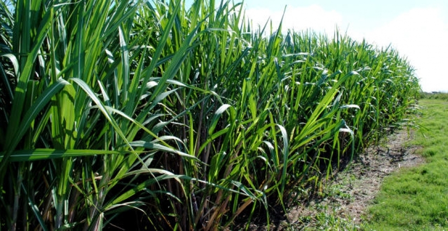 Foto: Paulo Lanzetta.