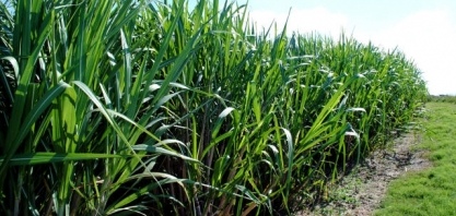 Mudanças e extremos climáticos impactam a produção de cana-de-açúcar