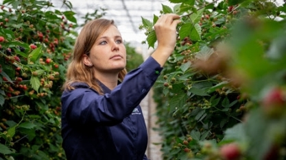 Koppert patrocina evento Cana Substantivo Feminino