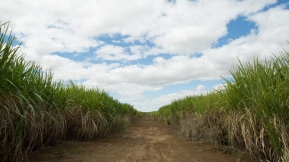 Recuo na área cultivada e desvalorização da moeda levam queda no mercado de defensivos para cana