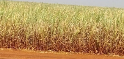 Seca reduz produção agrícola e atrasa colheitas no país