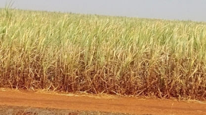 Seca reduz produção agrícola e atrasa colheitas no país