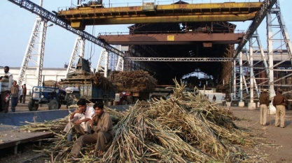 Tendência de queda da oferta na Índia deverá manter açúcar em alta