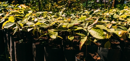 Renovação do Protocolo Agroambiental Etanol Mais Verde