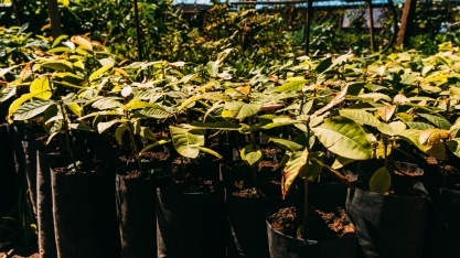 Renovação do Protocolo Agroambiental Etanol Mais Verde