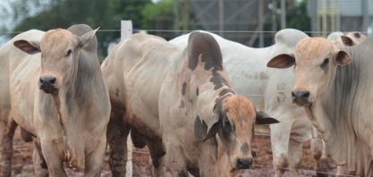 Tecnologia reforça ‘hotel de bovinos’ da Coplacana