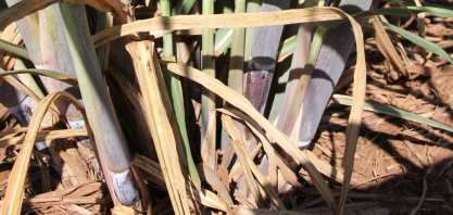 Massa radicular da cana registrou um incremento de 11% em área plantada com plantadora automatizada com as Caixas de Óxido