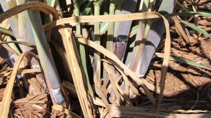 Massa radicular da cana registrou um incremento de 11% em área plantada com plantadora automatizada com as Caixas de Óxido