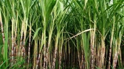 Produtividade no campo melhora, e Ipea eleva PIB do setor