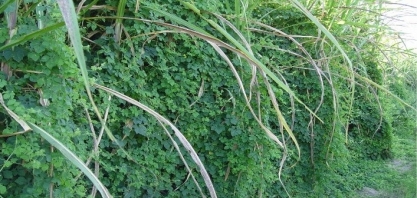 A importância do uso de herbicidas pré-emergentes no controle de plantas daninhas