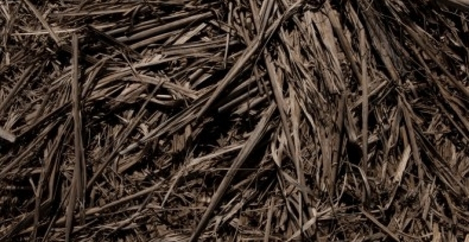 Descartes agrícolas já contribuem com 25% da produção de eletricidade utilizada em residências nas cidades paulistas e esse porcentual pode saltar para 70%, apontaram pesquisadores participantes de seminário on-line sobre o tema (foto: Léo Ramos Chaves/Pe