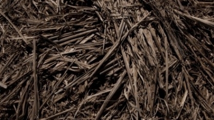 Uso de resíduos para geração de bioenergia pode neutralizar as emissões de gases-estufa de São Paulo