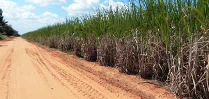 Uso de maturador com ação rápida será fundamental para reduzir o impacto da estiagem nos canaviais