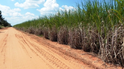 Uso de maturador com ação rápida será fundamental para reduzir o impacto da estiagem nos canaviais