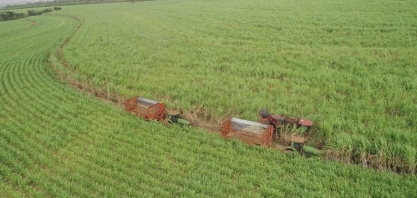 UFPR lança quatro novas variedades de cana-de-açúcar; juntas universidades federais lideram mercado