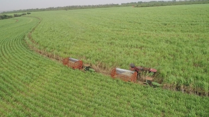 UFPR lança quatro novas variedades de cana-de-açúcar; juntas universidades federais lideram mercado