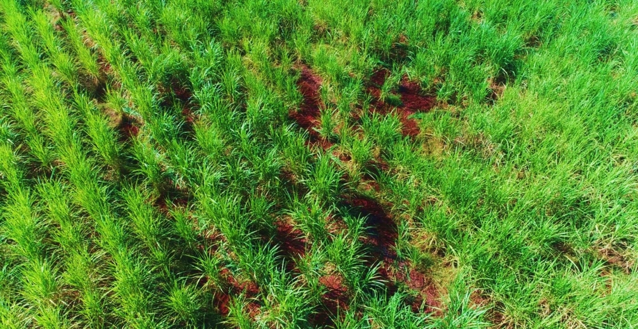  Falhas são as grandes vilãs da produtividade e longevidade dos canaviais. Foto: Júlio Campanhão