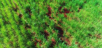 Tecnologia permite o replantio de falhas em canaviais com alta qualidade e redução na mão de obra