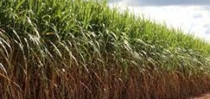 Como evitar as perdas de produtividade no inverno?