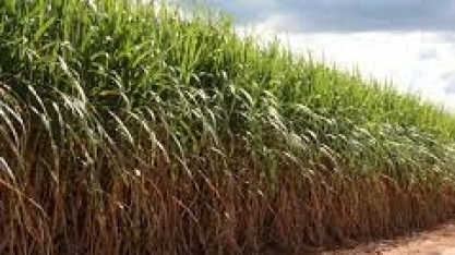 Como evitar as perdas de produtividade no inverno?