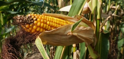 Estoque de etanol de milho dos EUA cai pela quarta semana consecutiva